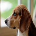 Nederlandse naam beagle: puzzelvraag met een verrassend antwoord