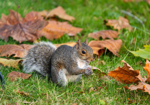 Welke invloed heeft psychologie op gokgedrag?