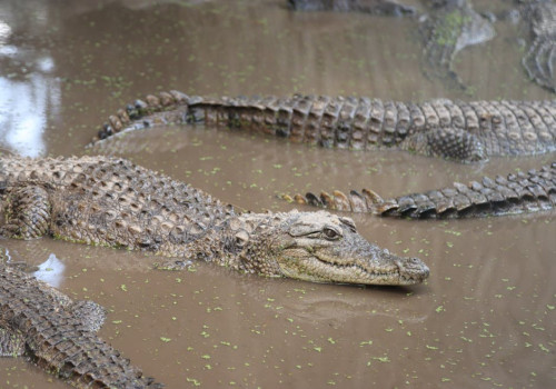 Wat zijn de psychologische aspecten van gokken en hoe beïnvloeden ze je spel?