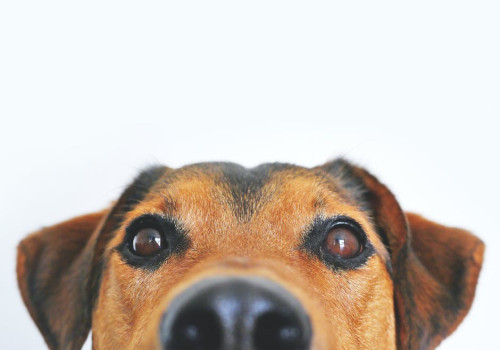 Wat betekent het spreekwoord de hond in de pot vinden?