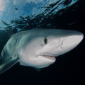 Wat is de RTP van Razor Shark en hoe werkt de Mystery Stacks-functie